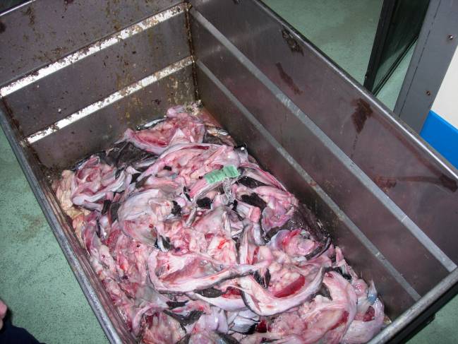 Hacia una red de gestión integral para las capturas incidentales de pesca
