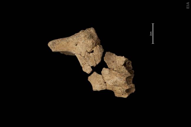 Hallada la cara del primer europeo en Atapuerca 