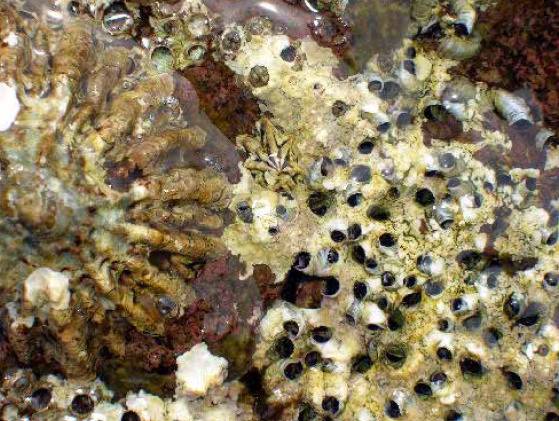 Hallada una especie de molusco que pudo sobrevivir a la desecación del Mediterráneo 