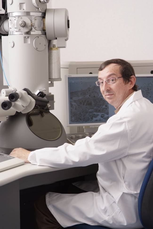 Hallan el funcionamiento de un gen implicado en la diferenciación hacia neuronas de las células madre del cerebro