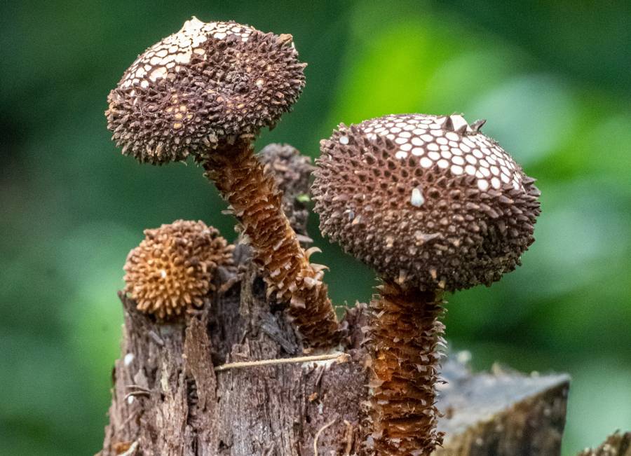 Hallan en Brasil dos nuevas especies de hongos del género ‘Tulostoma’