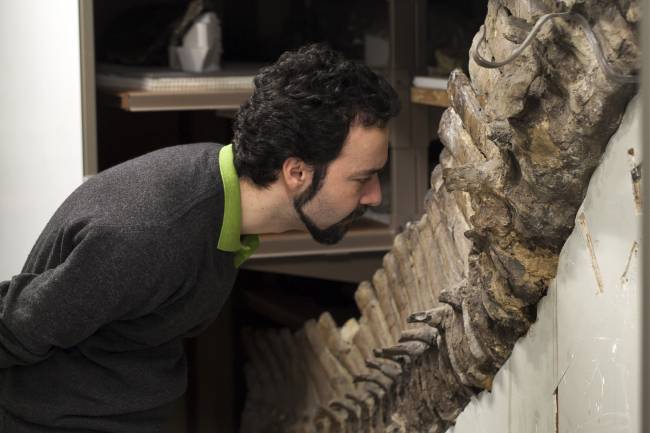 Hallan glóbulos rojos y colágeno en fósiles de dinosaurios 
