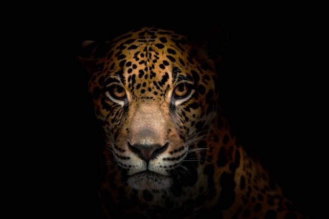 Hallan jaguares en zonas de gran altitud en Ecuador 