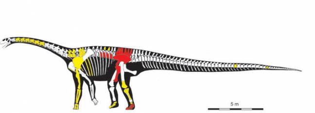 Hallan una vértebra gigante del dinosaurio de Riodeva