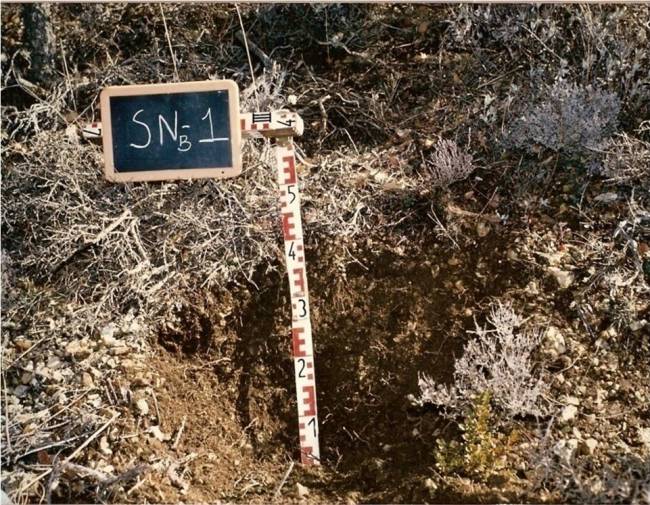 Los suelos y raíces de los bosques esconden enigmas que afectan al ciclo y fijación del carbono
