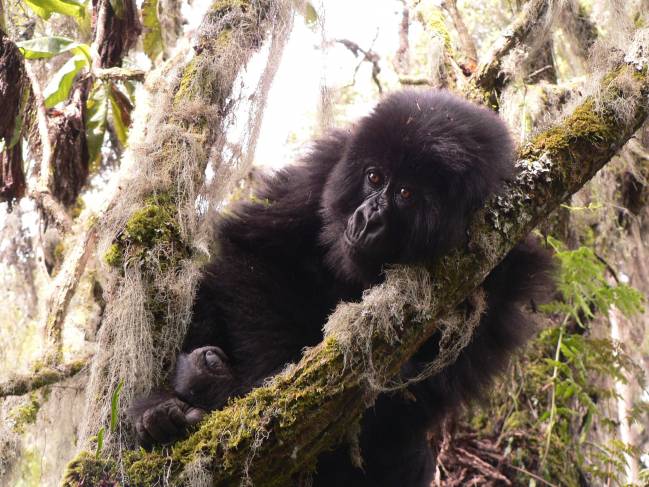 Humanos y primates comparten un ritmo de envejecimiento similar