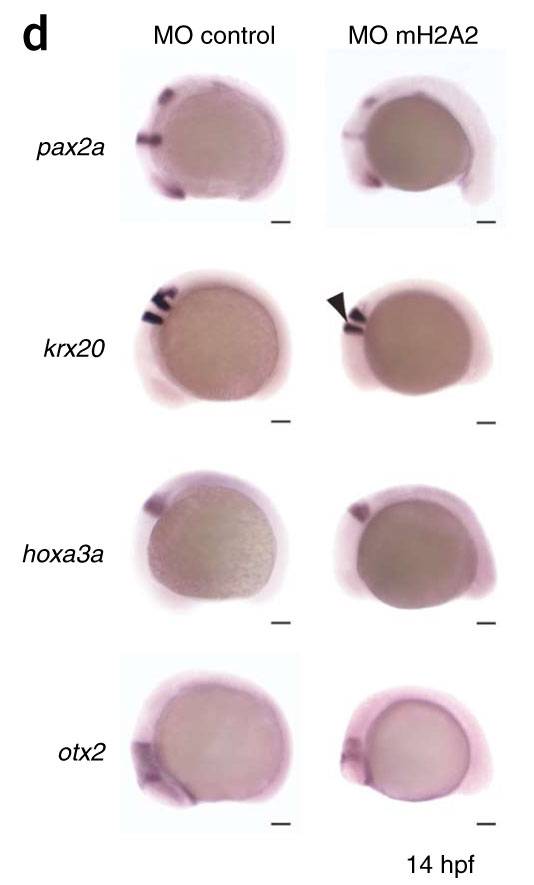Identificada una molécula que regula a genes implicados en el desarrollo