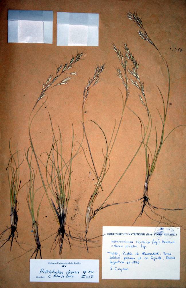 Identificada una nueva especie de avena en la Península Ibérica