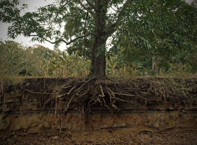Identificado el mecanismo que permite el crecimiento continuo en las plantas