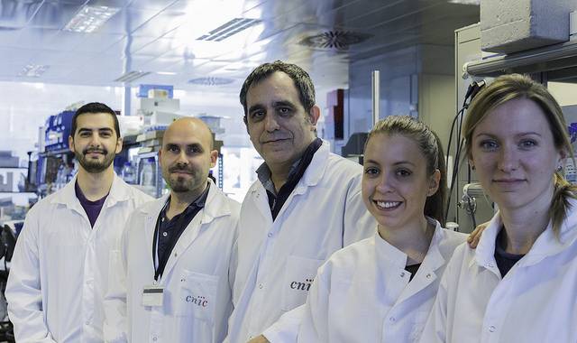 Identificado un mecanismo clave en la producción de energía celular