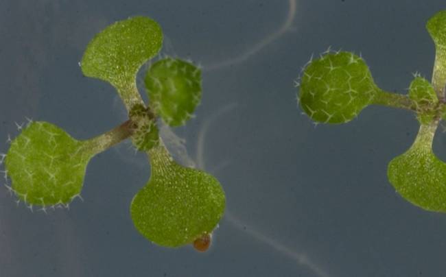 Identificado un nuevo mecanismo que regula la respuesta inmune en plantas
