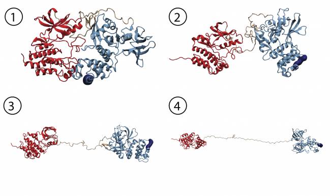 simulación de dinámica molecular