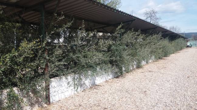 Identifican dos hongos responsables de la seca de ramas en el olivar 