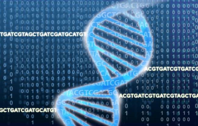 Identifican los genes esenciales en la inmunoterapia contra el cáncer