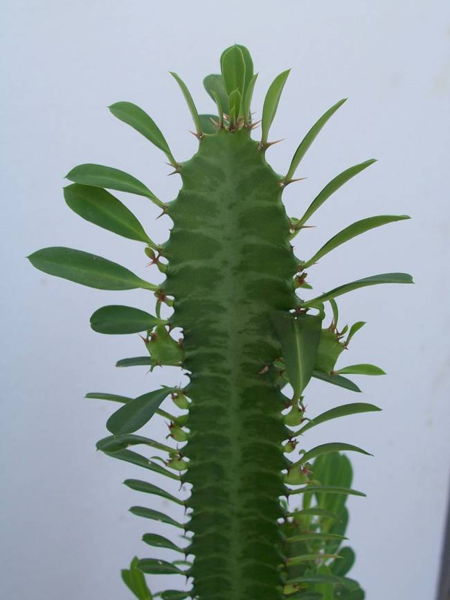 Identifican proteínas antitumorales en el látex de una planta 