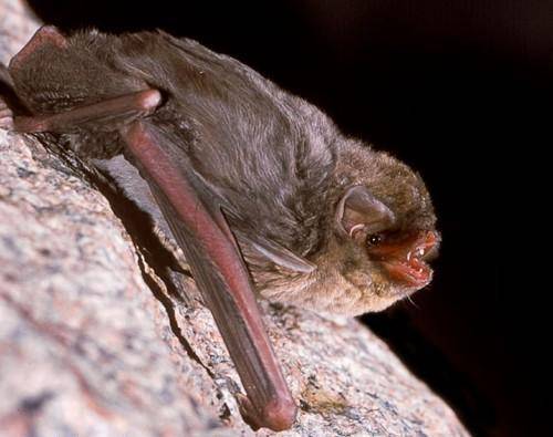 Identifican secuencias de un virus relacionado con el ébola en una especie de murciélago