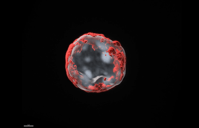 Identifican un fármaco que rejuvenece las células madre sanguíneas