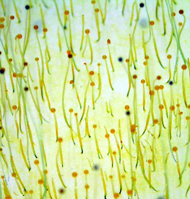 Identifican una nueva proteína que repara el ADN