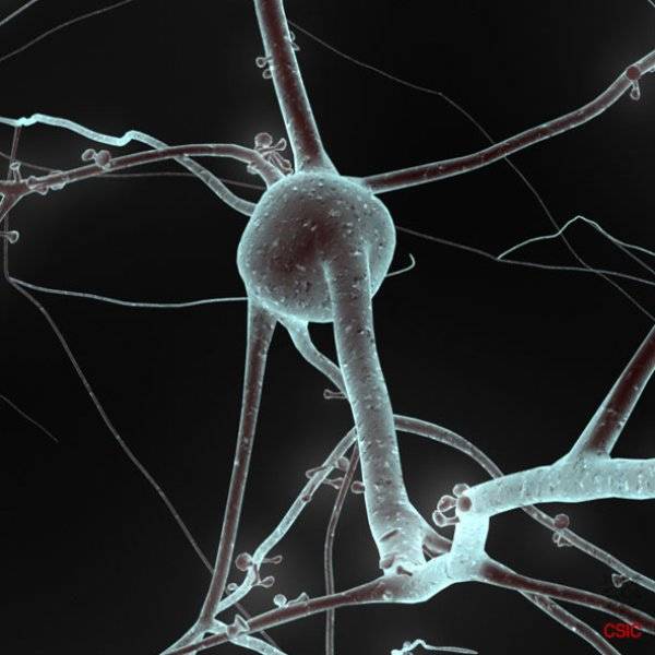 Identifican una proteína que modula la comunicación entre neuronas