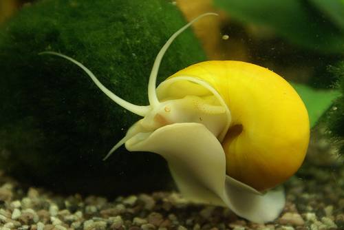Incrementan las medidas para prevenir la propagación del caracol manzana