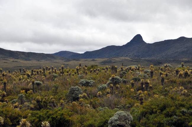 La acción humana desequilibra el ciclo de los ecosistemas
