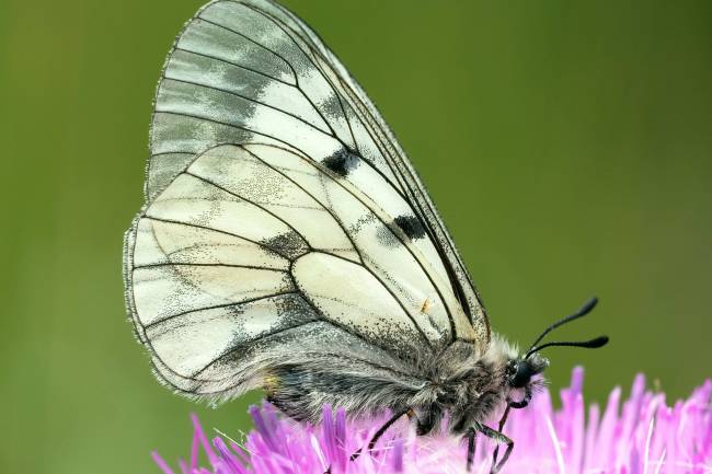 Mnemosine europea