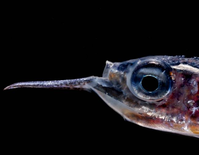 La biomasa de peces en el océano es 10 veces superior a lo estimado 