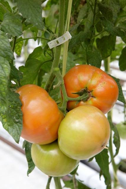 La calidad del tomate depende más de la temperatura que de la luz natural