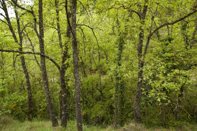 La capacidad de los suelos forestales para almacenar carbono está sobreestimada 