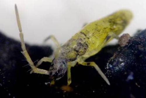 La clasificación morfológica de especies subestima los niveles reales de riqueza biológica