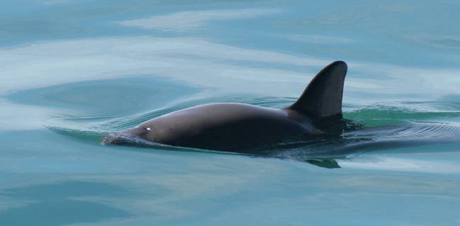 La ‘cocaína del mar’ acaba con los últimos ejemplares de vaquita 