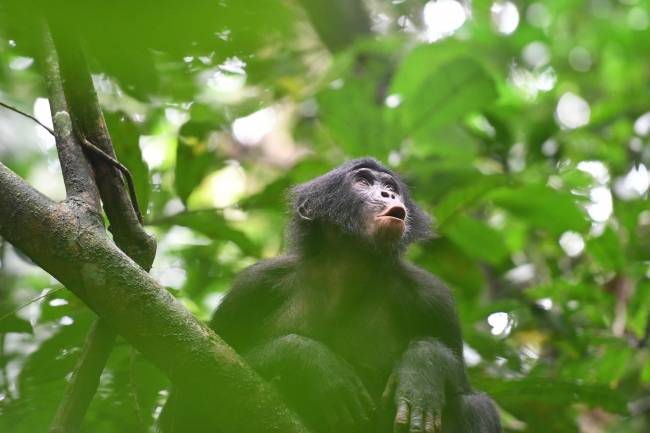 Bonobo de la comunidad Fekako