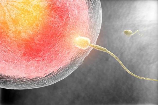 La concepción por reproducción asistida no influye en el rendimiento académico de los hijos