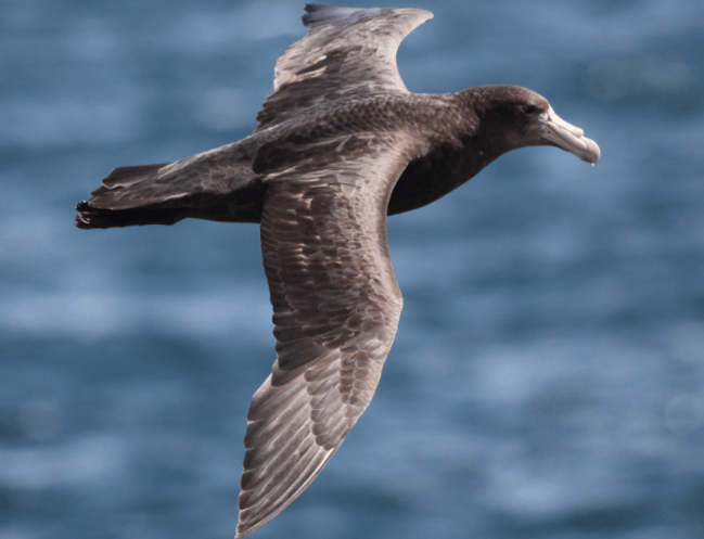 La contaminación química también llega a las aves marinas antárticas
