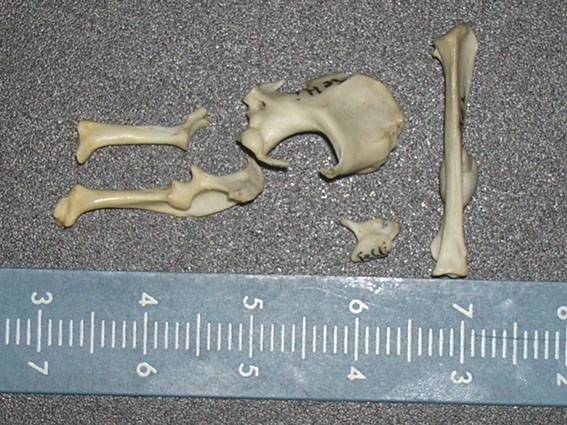 La cornisa cantábrica ha vivido siete etapas frio-cálidas en los últimos 41.000 años