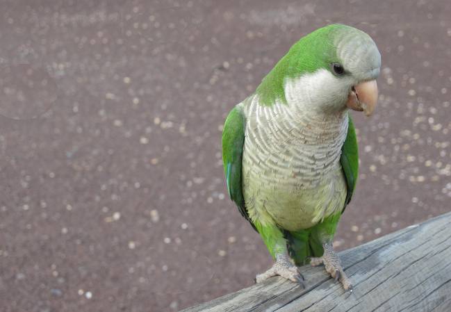 La cotorra argentina, primer animal no humano con una huella vocal por individuo 