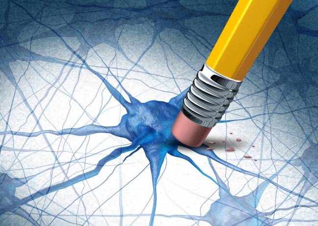 La creación de nuevas neuronas provoca la pérdida de antiguos recuerdos