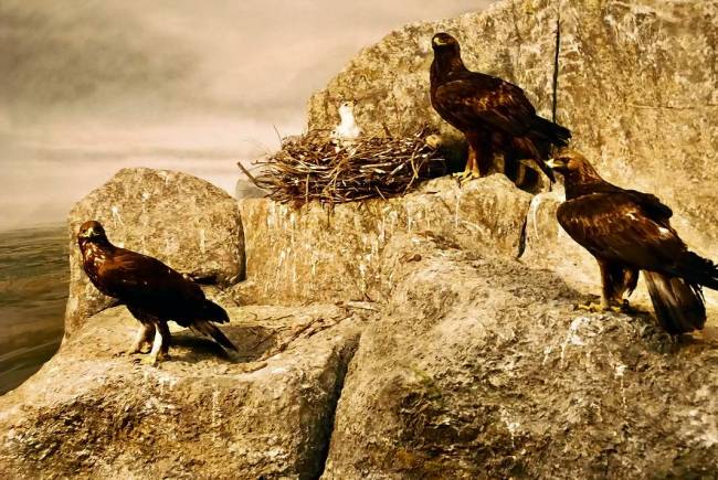 La Directiva europea de aves cumple 30 años 