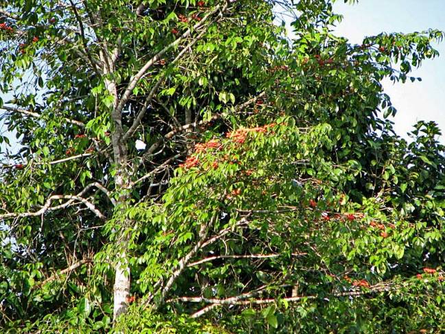 La diversidad genética de un árbol tropical aporta claves para predecir los efectos del cambio climático