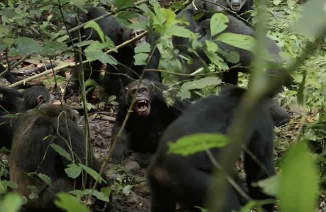 chimpancé amenazante
