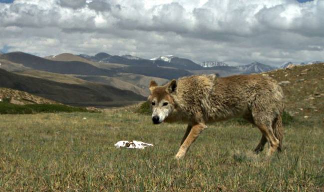 La dura vida del lobo del Himalaya lo ha hecho único