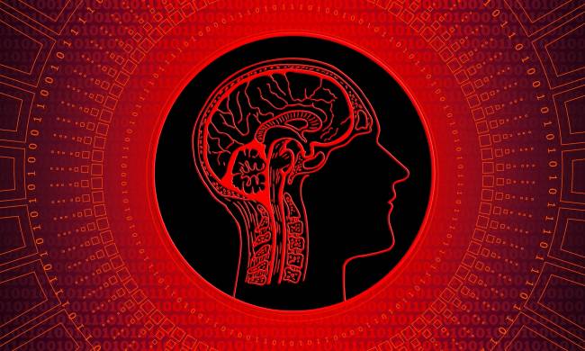 La ecología ha determinado el gran desarrollo del cerebro humano