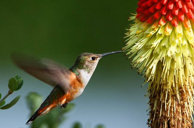 Colibrí