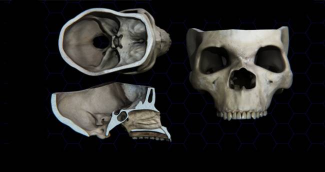 La evolución de la cara humana, ligada a la del cerebro