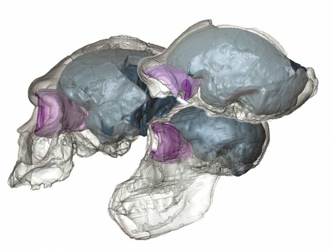 La evolución de los lóbulos frontales está asociada con la geometría craneal