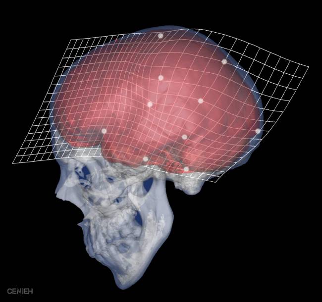 La evolución del cerebro humano sigue el mismo patrón desde nuestros primeros antepasados