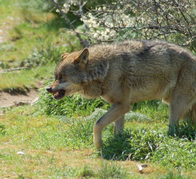 La expansión del lobo ibérico disminuye en España