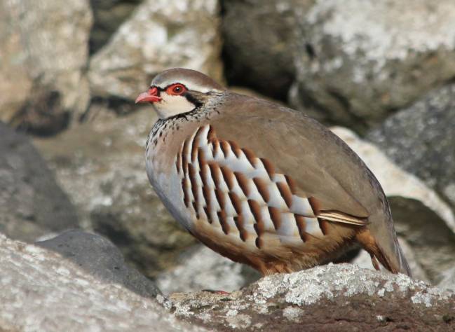 La exposición al plomo afecta al sistema inmune de las aves silvestres 