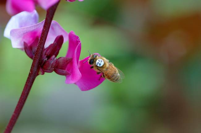 Plano detalle de una de las abejas que participó en los experimentos del estudio que publica Science, marcada con el número 25