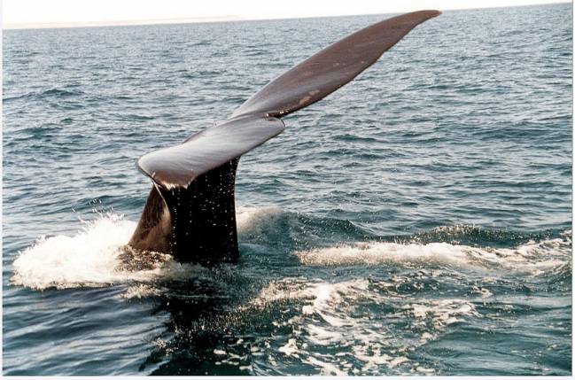 La Fundación BBVA premia la recuperación de humedales en España y la conservación de ballenas en Latinoamérica 